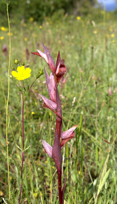 Serapias vomeracea e cordigera con ibridi dalla Lucania